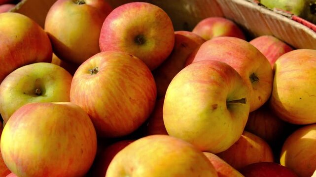 Fresh apples for sale at busy farmers market with colorful fruit display and seasonal harvest in natural daylight during everyday local shopping