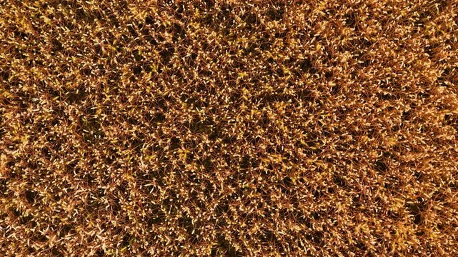 Wheat field from above with ripe golden cereal crop texture. Top view of mature grain across agricultural farmland before harvest. Wheat farming, agribusiness, agriculture background, food production