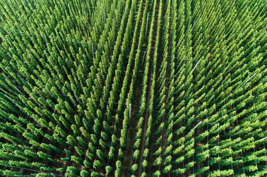 Germany, Bavaria, hop field, aerial view