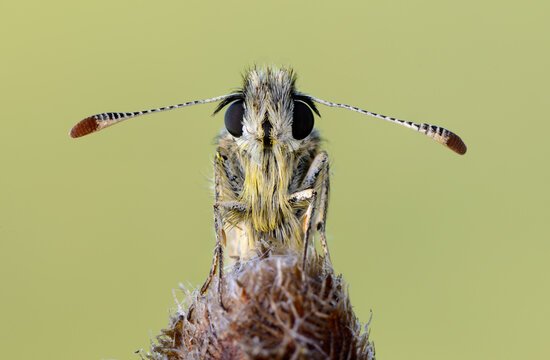 Portrait of grizzled skipper