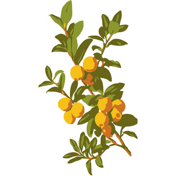 Ripe Lingonberry Branc Botanical Plant Illustration