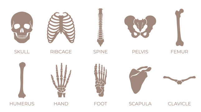 Human Anatomy Skeleton Parts - Skull, Ribcage, Spine, Pelvis, Femur, Humerus, Hand, Foot