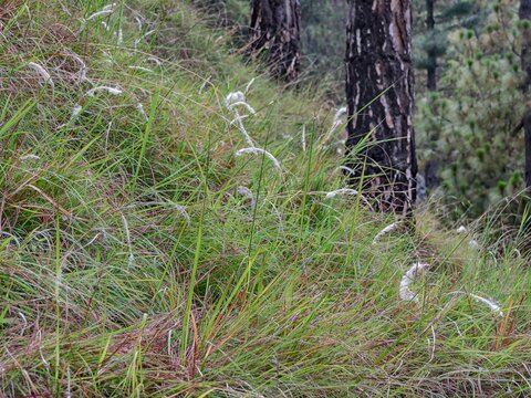 Imperata cylindrica, as cogongrass or cottonwool grass