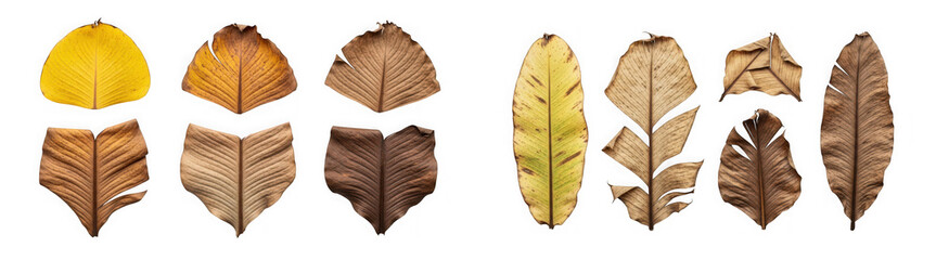Collection of various dried banana leaves isolated on transparent background
