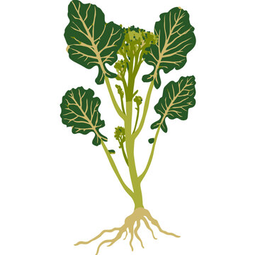 Broccolini Crop Specimen Botanical Food Illustration
