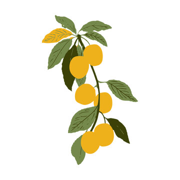 Bright Wit Botanical Plant Illustration
