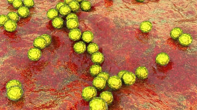 Streptococcus pyogenes bacterium, 3D animation showing spherical Gram-positive cocci arranged in chains, representing characteristic group A streptococcal morphology.