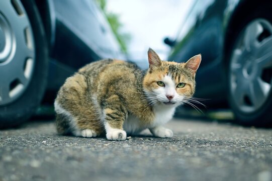 Lost calico cat is sitting between parked cars and looking to camera.  