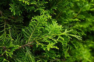 Fototapeta premium close-up of thuja branches in a summer garden