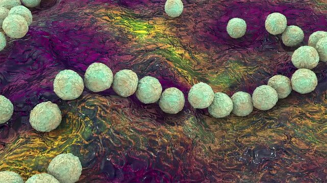 Streptococcus pyogenes bacterium, 3D animation showing spherical Gram-positive cocci arranged in chains, representing characteristic group A streptococcal morphology.