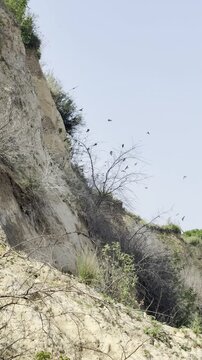 Diverse Schwalben an einer Steilk&uuml;ste