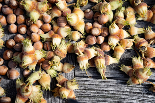 Freshly harvested hazelnuts. Nuts to dry in the autumn sun. Top view close-up.