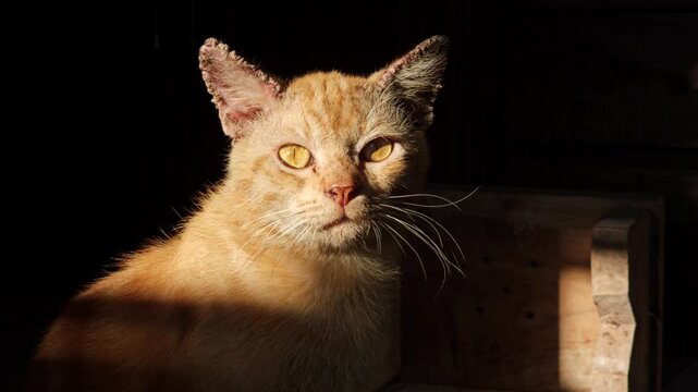 Close up portrait of an old ginger domestic cat Felis catus with battle damaged ears resting in a patch of sunlight and looking around curiously