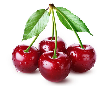 Fresh juicy ripe sweet cherries with water drops and leaves isolated on transparent background.