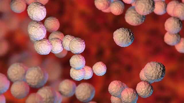 Streptococcus pyogenes bacterium, 3D animation showing spherical Gram-positive cocci arranged in chains, representing characteristic group A streptococcal morphology.