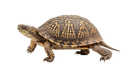 Obraz premium Detailed Studio Portrait of a Terrestrial Box Turtle with Intricate Shell Patterns and Textured Skin PNG Isolated on transparent background