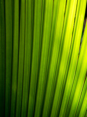 Fototapeta premium Leaves of the Seychelles palm (Lodoicea maldivica), photographed on Preslin.