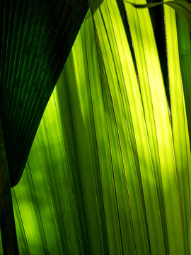 Leaves of the Seychelles palm (Lodoicea maldivica), photographed on Preslin.