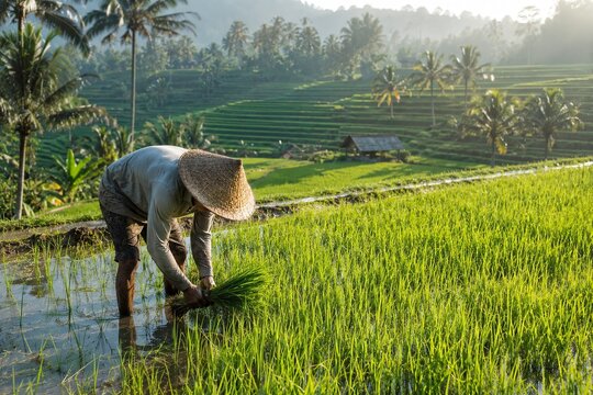 Farmer Planting Rice Seedlings in Terraced Paddy Field at Morning, Bali Indonesia