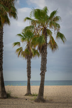 Palmeras en la playa de Comarruga (El Vendrell, Tarragona)