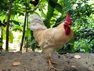 Majestic Light-Colored Rooster Standing on a Stone Wall with Lush Green Background © Tharaka