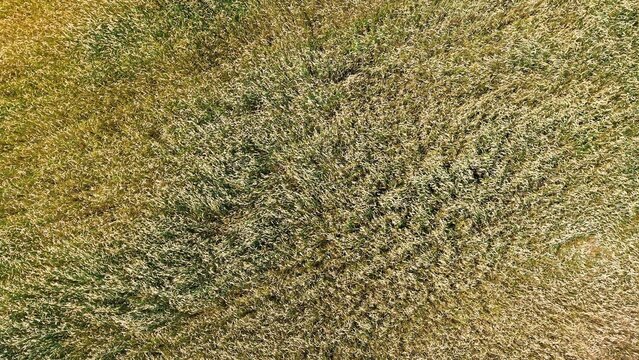 Golden grass fields showcasing abundant textures with subtle variations in color under natural light, aerial view