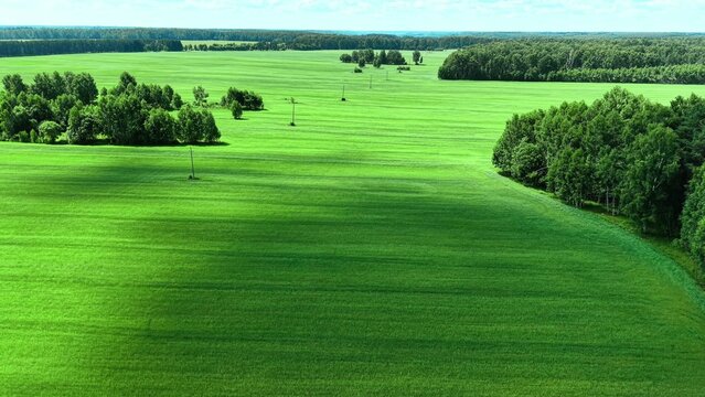 Vast green agricultural field with dense forest and utility poles under bright blue sky