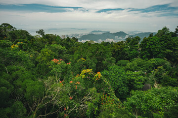 Obraz premium Earth Day concept on sustainability environmental renewable forest mountain bay skyline tree foliage landscape nature tropical coast, lush tropical forest with mountain bay skyline under cloudy sky