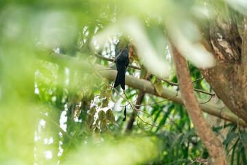 Fototapeta premium Earth Day concept on sustainability environmental renewable bird tree forest leaf branch green wildlife nature tropical black bird perched on branch amid lush foliage