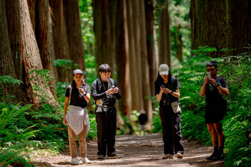 Fototapeta premium Earth Day concept on sustainability environmental renewable forest tourist group hiker trail camera tree nature travel walking diverse tourist group walking forest trail with camera, tall tree