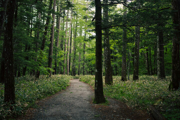 Obraz premium Earth Day concept on sustainability environmental renewable forest trail tree path woodland green nature foliage landscape serene forest trail winding through dense green woodland with tall tree