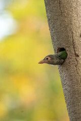 Fototapeta premium Earth Day concept on sustainability environmental renewable bird tree trunk nest hole green head beak feather wildlife
