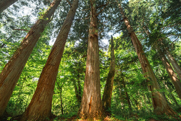 Obraz premium Earth Day concept on sustainability environmental renewable Forest tree trunk canopy woodland green sunlight bark nature wilderness towering evergreen tree trunk in lush forest