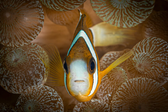 Clown Fish @ The Philippines