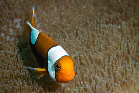 Clown fish @ The Philippines