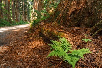 Obraz premium Earth Day concept on sustainability environmental renewable forest trail tree trunk fern moss bark woodland nature green forest trail beside giant tree trunk with fern, moss, and bark shaded