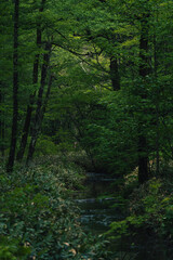 Fototapeta premium Earth Day concept on sustainability environmental renewable forest stream tree foliage green woodland creek nature shade moss