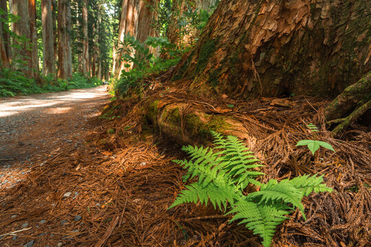 Earth Day concept on sustainability environmental renewable forest trail tree trunk fern moss bark woodland nature green forest trail beside giant tree trunk with fern, moss, and bark shaded