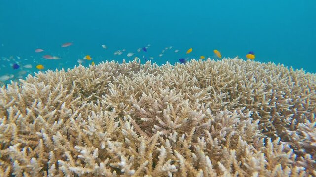 Dolly forward to colonies of staghorn corals (Acropora cervicornis) inhabited by Lemon damsel (Pomacentrus moluccensis) and Blue sapphire damselfish (Chrysiptera springeri). Dauin, Philippines