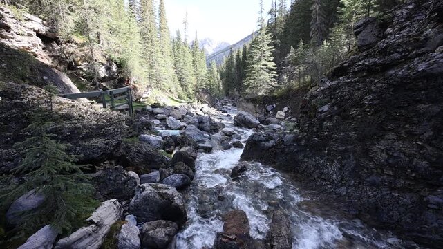 Scenic view hiking along the Miette Hot Springs Trail, showcasing dense green forests, rugged mountain terrain, and pristine wilderness in Jasper National Park, Alberta.