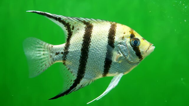 Elegant angelfish swimming gracefully in bright green aquarium water, detailed closeup shot of striped tropical fish moving through a clean environment for peaceful nature and aquatic concepts.