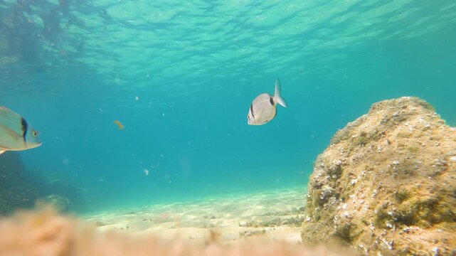 Underwater scene capturing a school of saddled seabream swimming near rocks and seaweed on the sandy seabed of the mediterranean sea, with beautiful sunlight filtering through the turquoise water