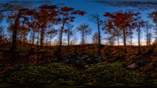 Panoramic view of a vibrant autumnal forest during a timelapse transition from twilight to night, capturing the shifting colors of maple trees over a mossy foreground log.