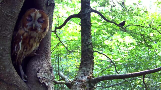 Waldkauz, Strix aluco im Tageseinstand in der Eifel