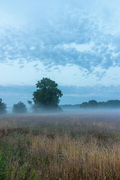 Vertical photo showing low-hanging mist over yellow and dark grasses in a meadow, with tall trees behind, veil clouds in the sky, captured in Elp, Drenthe