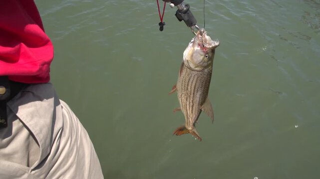 Close-up shot of an angler wearing a red shirt holding up a freshly caught striped fish using a plastic lip-gripping tool directly above the calm green water surface during a South African fishing tri