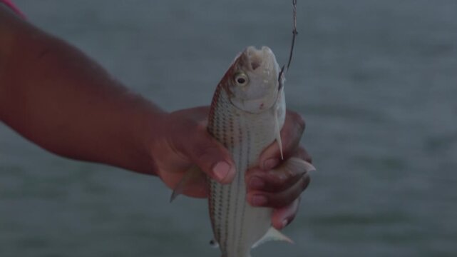 Detailed close-up shot of an angler's hand holding a freshly caught small silver fish on a hook and line, with a soft, blurred background of lake or river water during a fishing trip in South Africa.