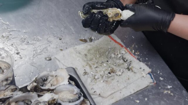 A close-up of gloved hands expertly shucking a fresh oyster at a stainless steel workstation, with freshly opened oysters on a tray during professional seafood preparation.