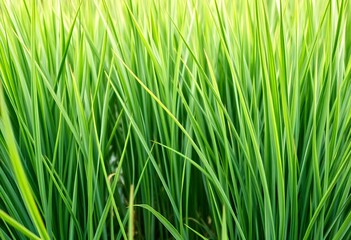 Fototapeta premium green grass texture