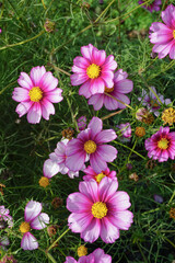 Fototapeta premium bright colourful cosmos flowers in full summer bloom. beautiful flora in garden